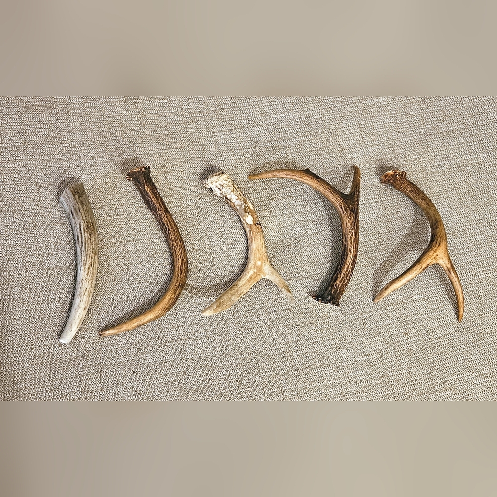 A Lot of 5 Real Deer Antlers